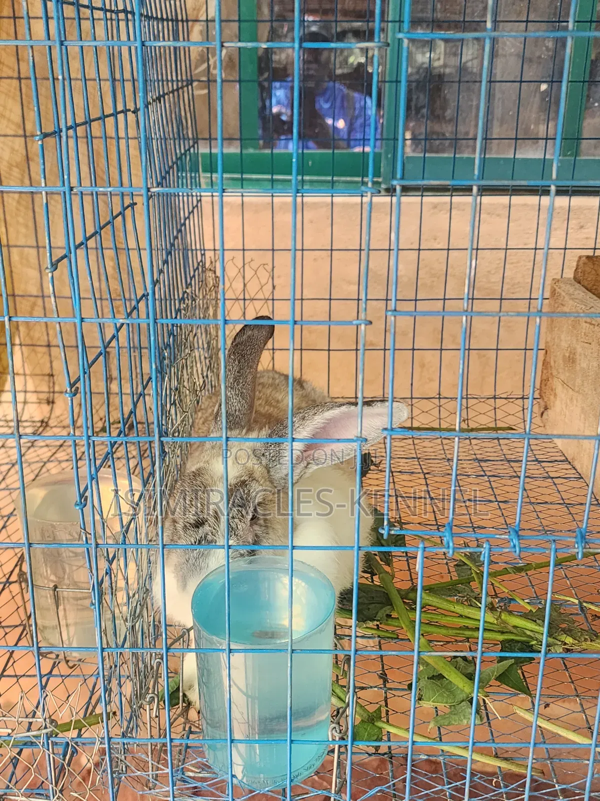 Rabbits for Sale