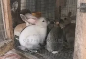 Purebred Giant Chinchilla and Angoras