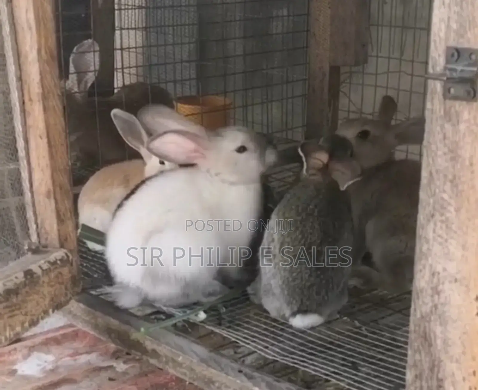 Purebred Giant Chinchilla and Angoras