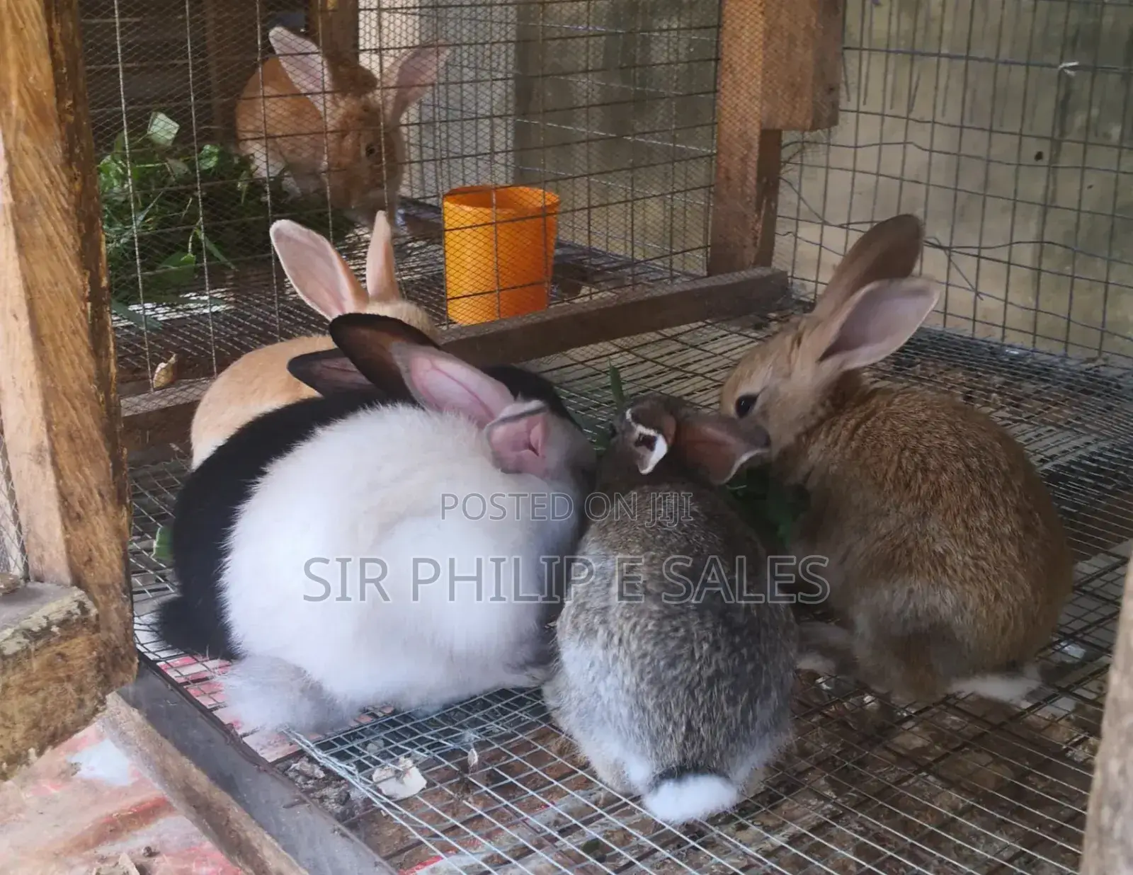 Purebred Giant Chinchilla and Angoras