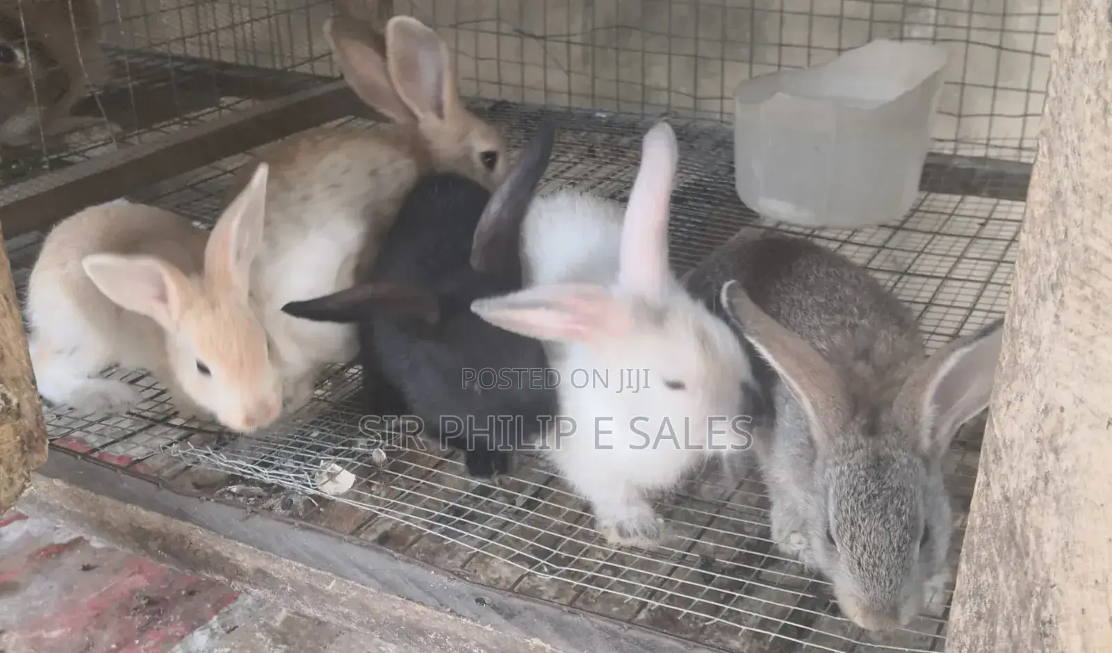 Purebred Giant Chinchilla and Angoras