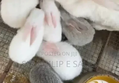 172453095_MTExOS0xNjAwLTVlMWU4OThmN2UtMQ