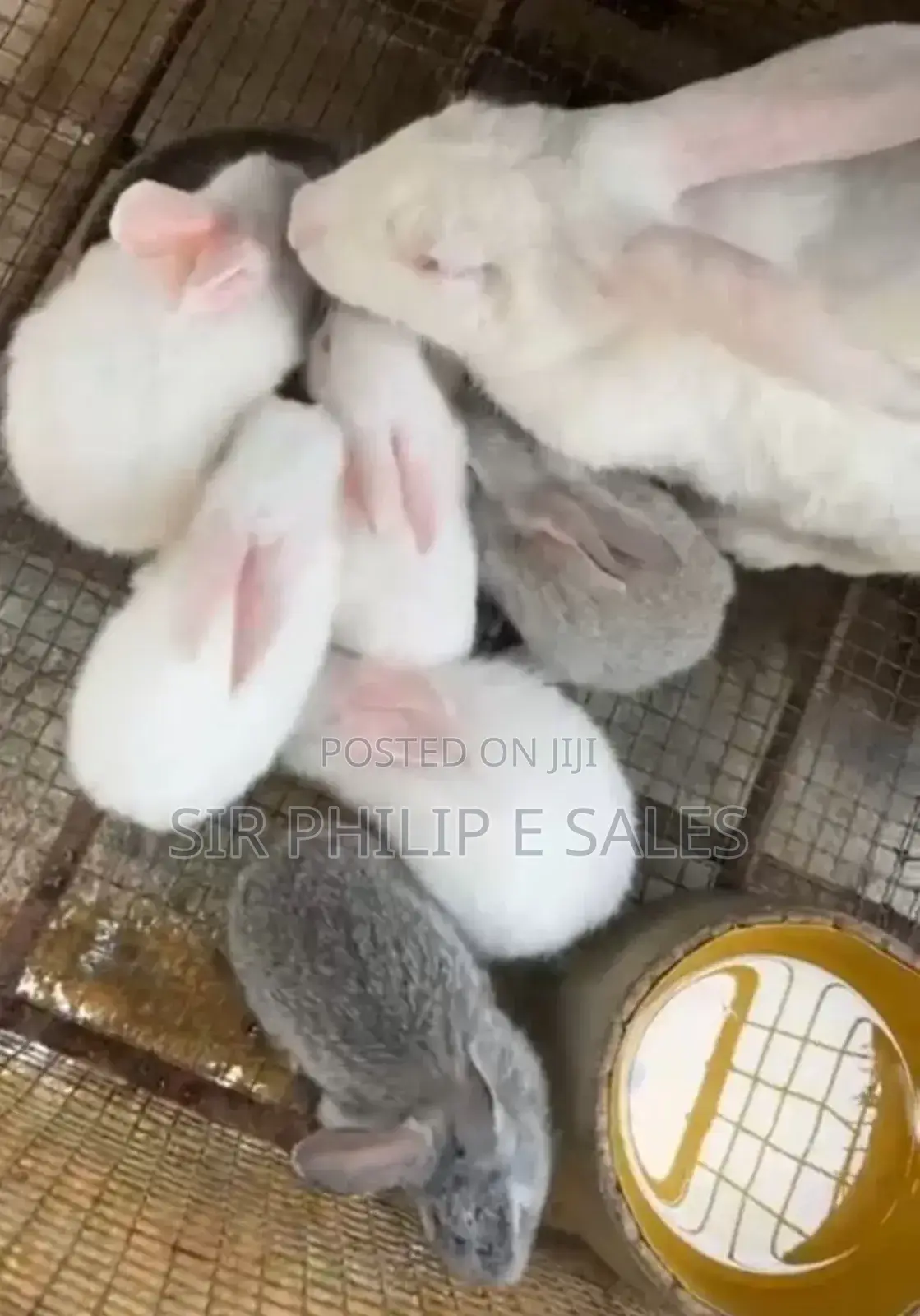 New Zealand and Dutch