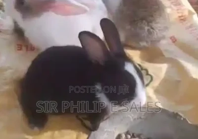 172464379_MTE1Mi0xNjAwLTg0ODI0MTI1ODMtMQ