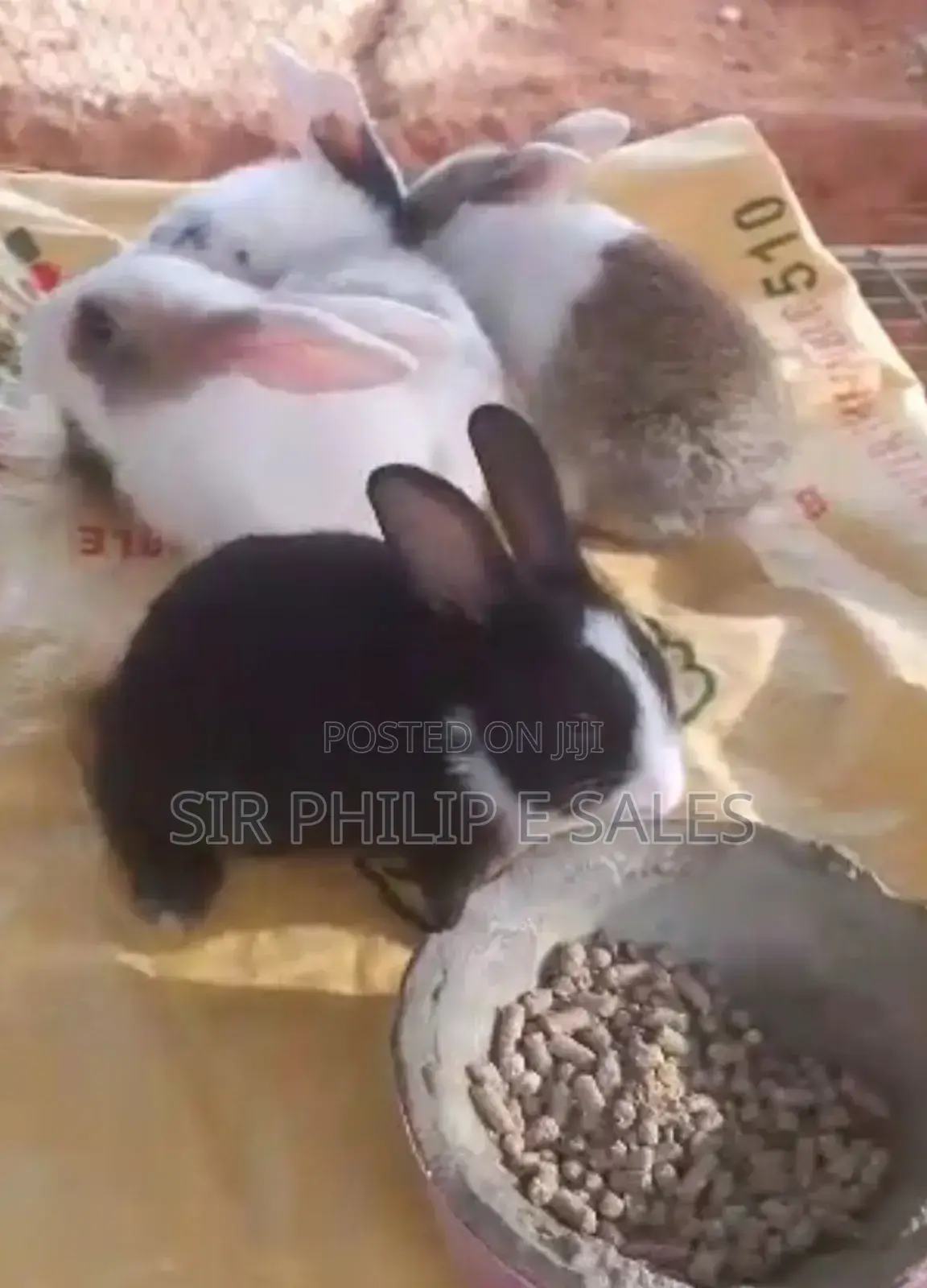 Black Is Chinchilla White and Black/ Brown Is Dutch