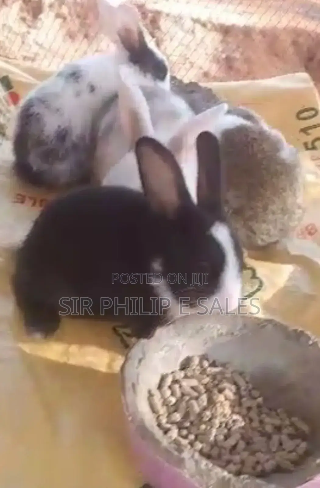 Black Is Chinchilla White and Black/ Brown Is Dutch