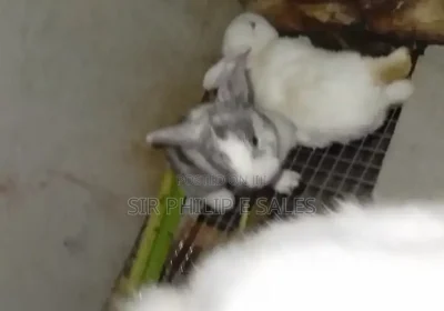 172464946_MTYwMC04NTAtMmZhMzBmZWE1ZS0x