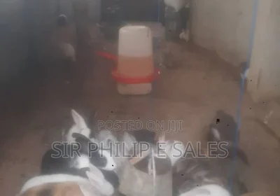 173387960_MTIwMC0xNjAwLTRiMGU0YmEzMDI