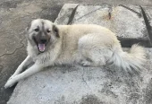 1+ year Female Purebred Caucasian Shepherd