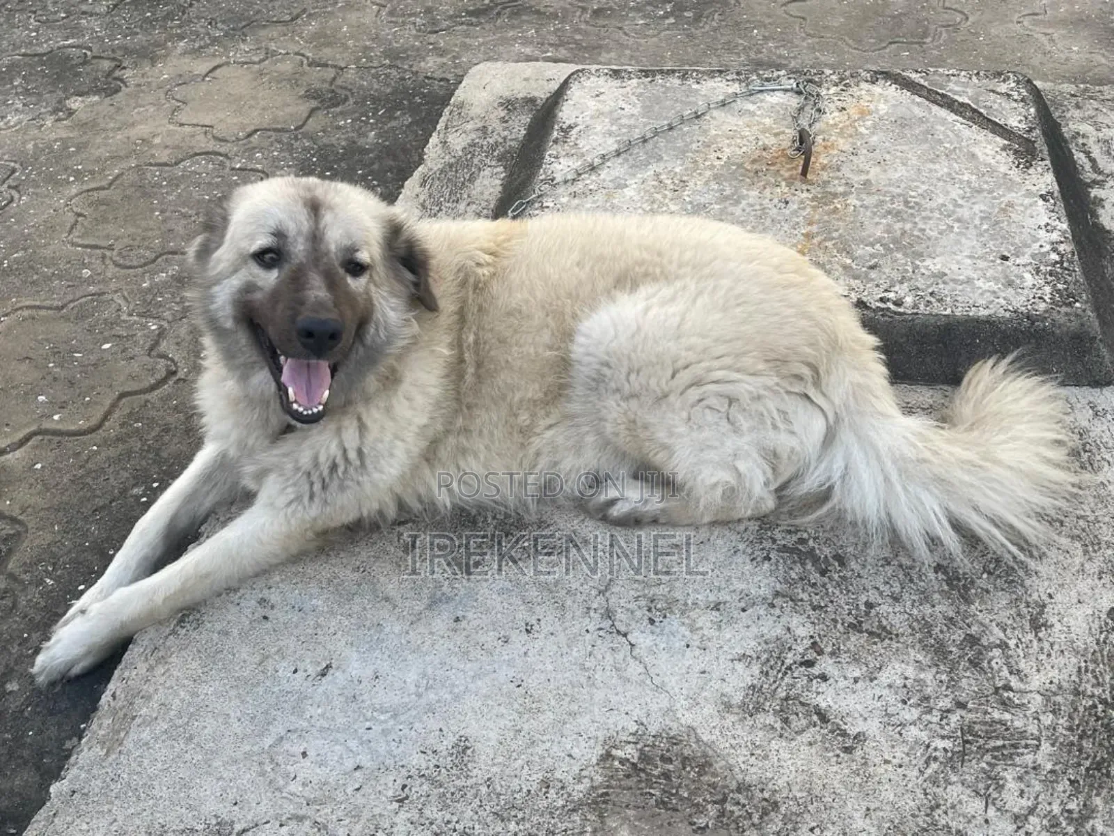 1+ year Female Purebred Caucasian Shepherd