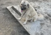 1+ year Female Purebred Caucasian Shepherd