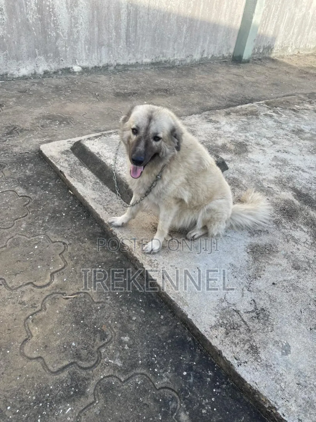 1+ year Female Purebred Caucasian Shepherd