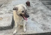 1+ year Female Purebred Caucasian Shepherd