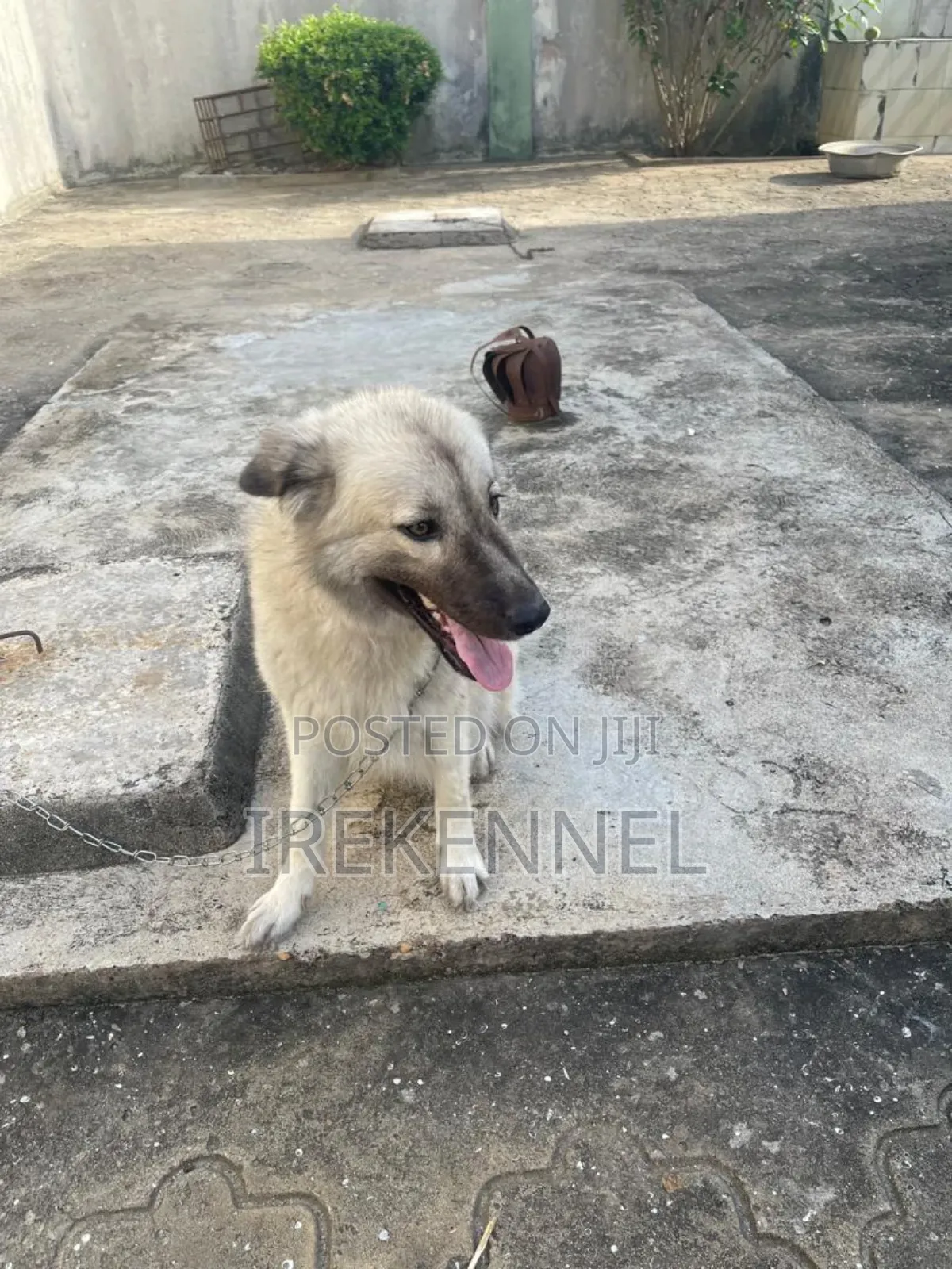 1+ year Female Purebred Caucasian Shepherd