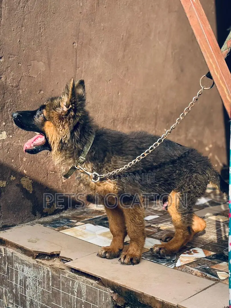 1-3 months Male Purebred German Shepherd