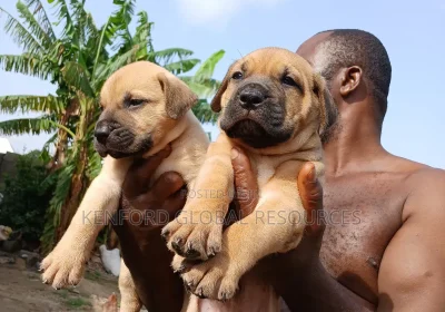 173844714_MTIwMC0xNjAwLTkzNGMzYThjNjk