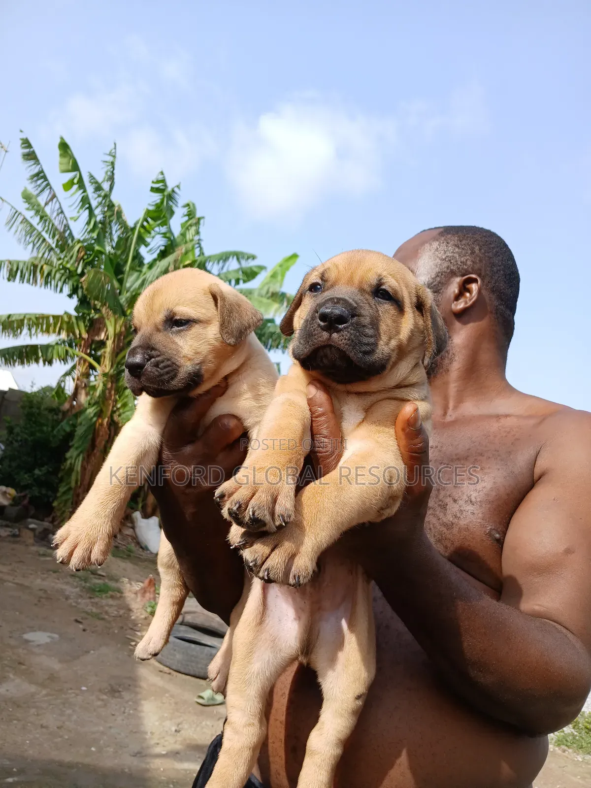 0-1 month Male Purebred Boerboel