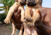 0-1 month Male Purebred Boerboel