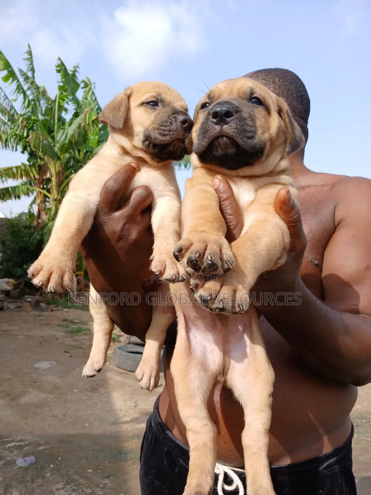 0-1 month Male Purebred Boerboel