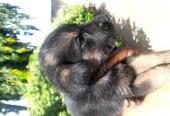 1-3 months Female Purebred German Shepherd