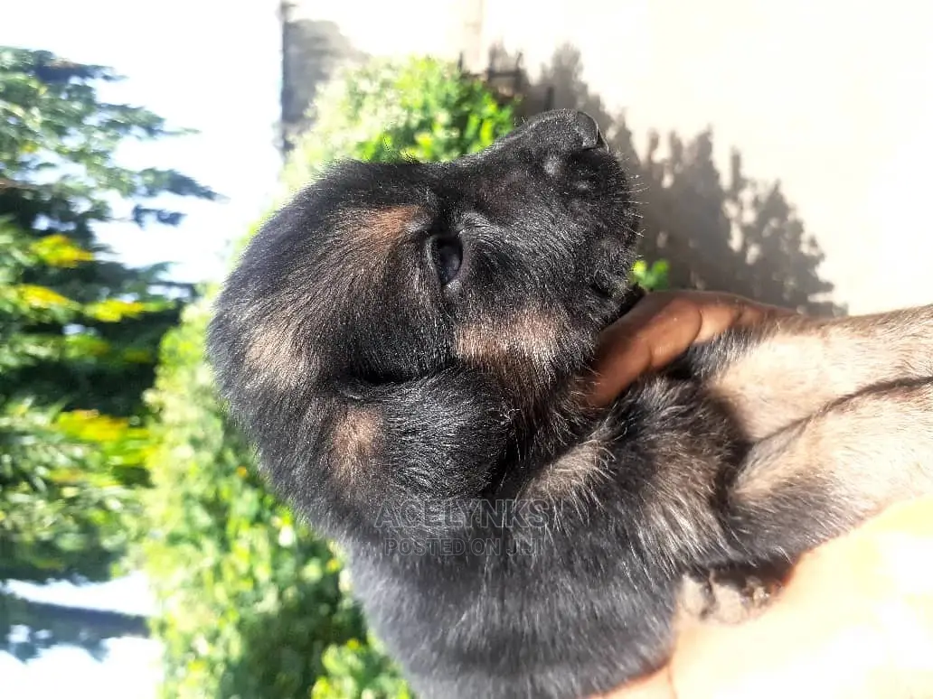 1-3 months Female Purebred German Shepherd