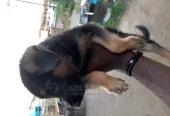 1-3 months Female Purebred German Shepherd