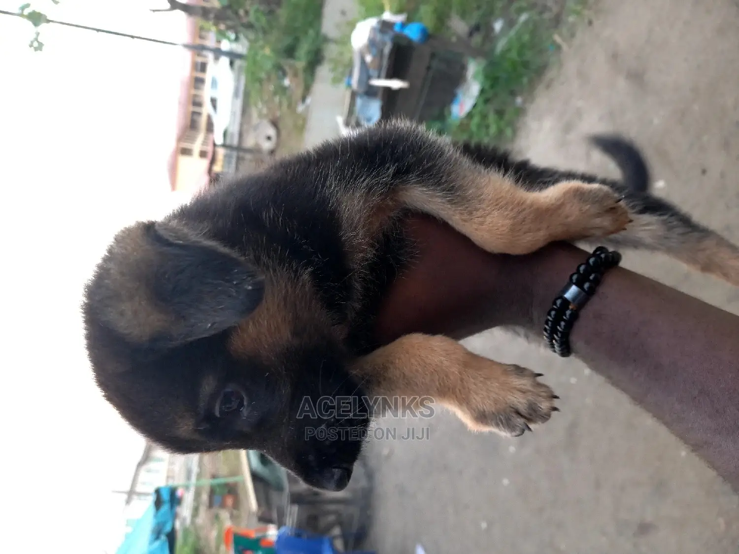 1-3 months Female Purebred German Shepherd