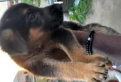1-3 months Female Purebred German Shepherd