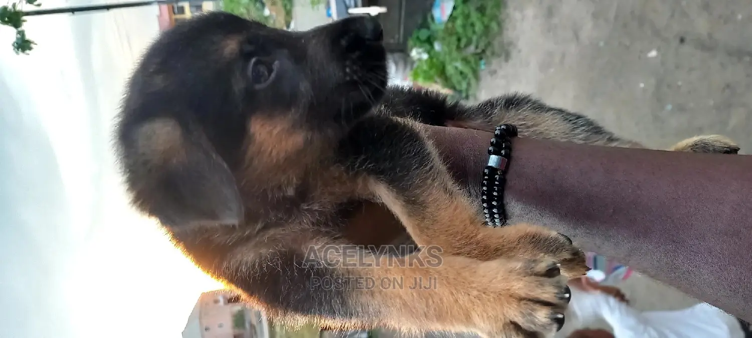 1-3 months Female Purebred German Shepherd