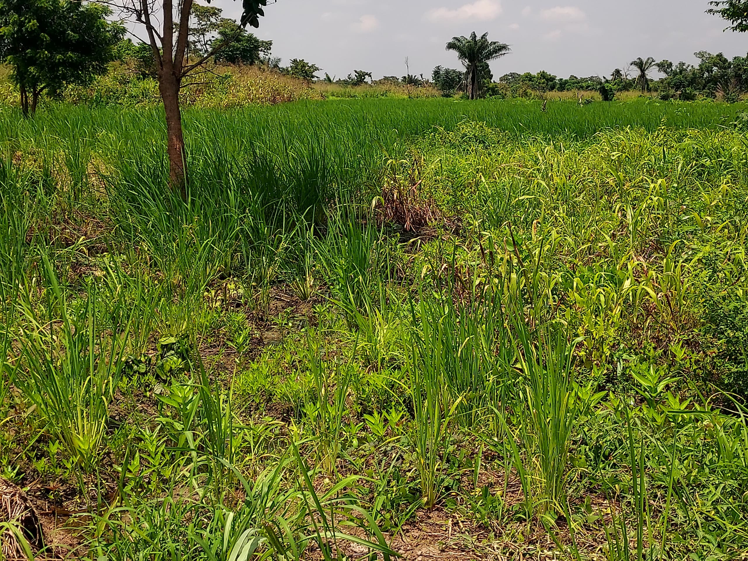 2000 ACRES OF FARMLAND FOR SALE