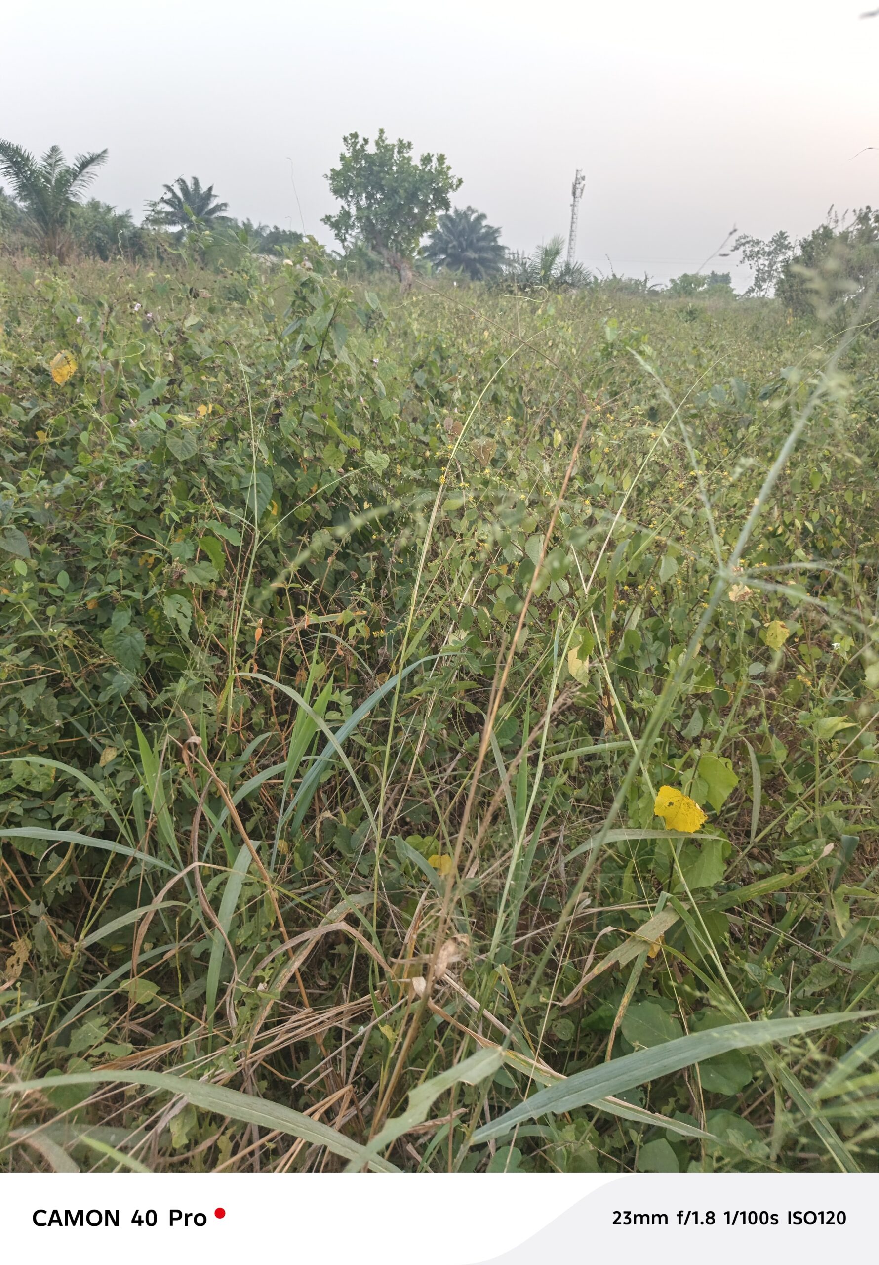 500 ACRES OF FARMLAND FOR SALE